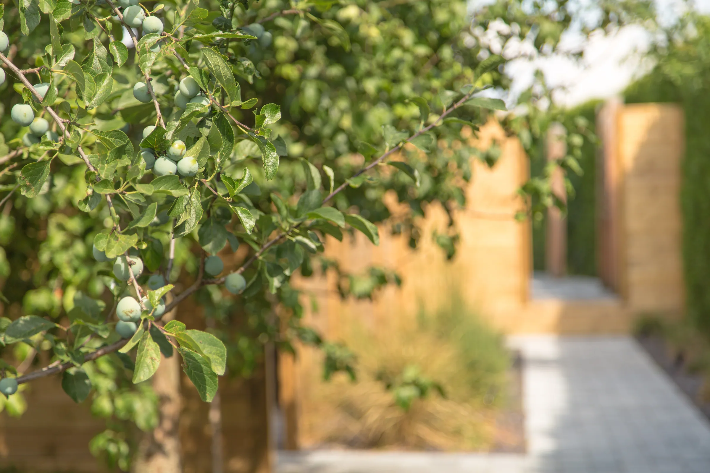 Maison La Vesée, l'allée du jardin bordée de pruniers en fruits