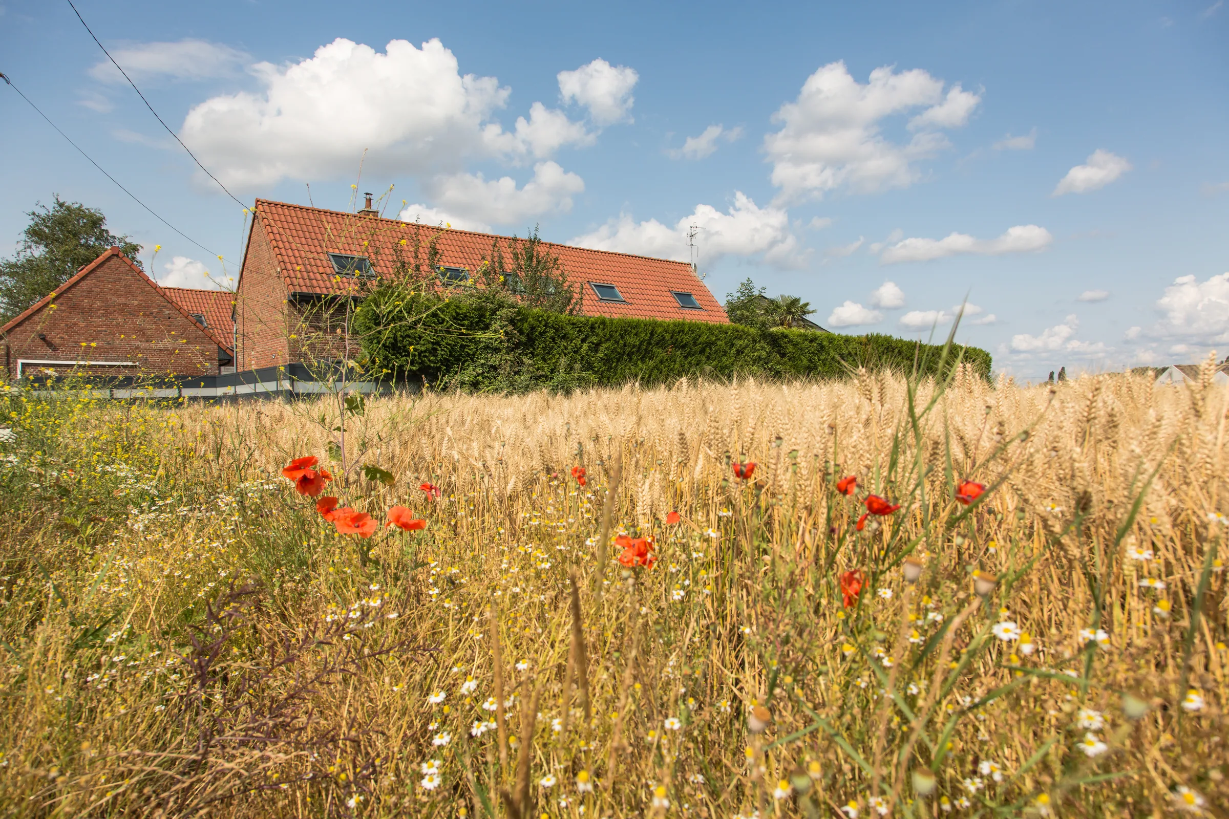 Maison La Vesée vue d'ensemble depuis les champs de blé environnants, coquelicots au premier plan