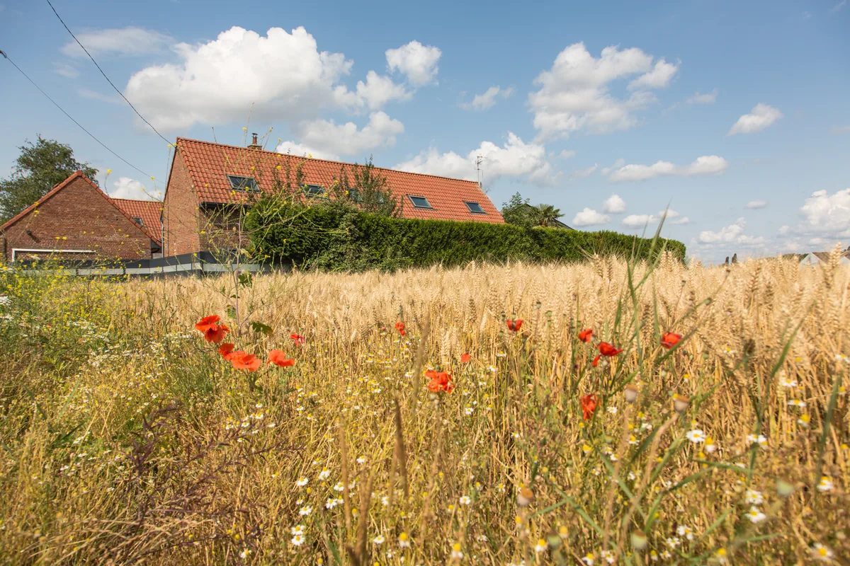 Maison La Vesée vue d'ensemble depuis les champs de blé environnants, coquelicots au premier plan
