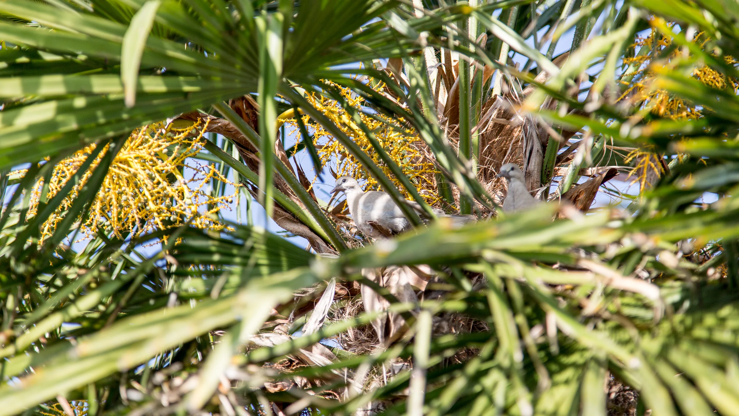 Maison La Vesée, gros plan sur les feuilles d'un palmier avec un couple de tourterelles